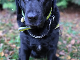 Život s věrným kamarádem 